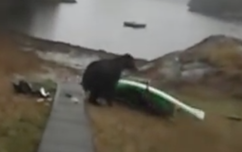 Alaskan Bear Eats Terrible Woman’s Kayak After Getting Pepper Sprayed
