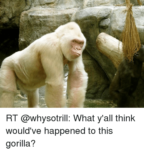 rt-whysotrill-what-yall-think-wouldve-happened-to-this-gorilla-2607287