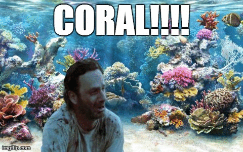 coral-ani-gif